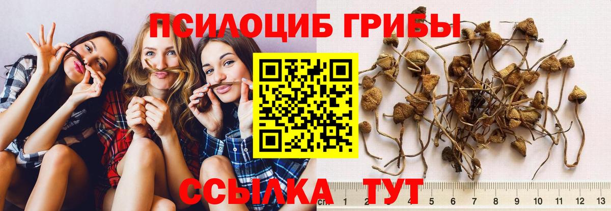Норильск  Галлюциногенные грибы Psilocybe  Вход с VPN  Псилоцибиновые грибы прущие грибы 